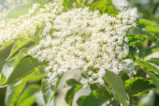 長老の花。ニワトコの花。