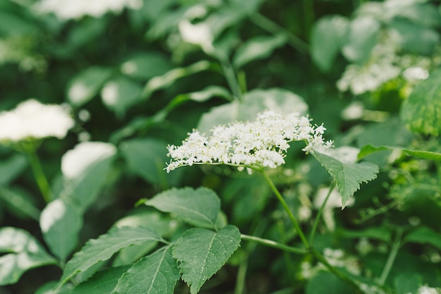 Цветы бузины в саду бузина черная бузина черная цветы бузины альтернативная  медицина | Премиум Фото