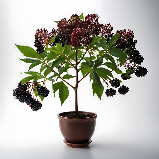 Elderberry on a white background