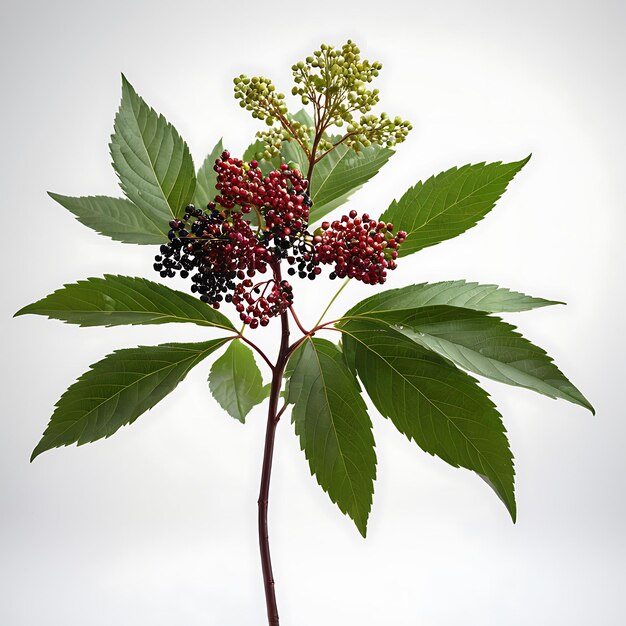 Photo elderberry on a white background