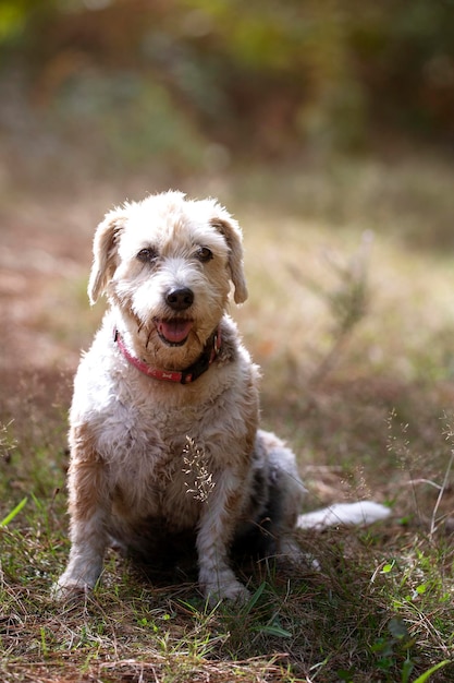 Elderly beagle looking at the camera on her walk in the bush on a sunny day adopt