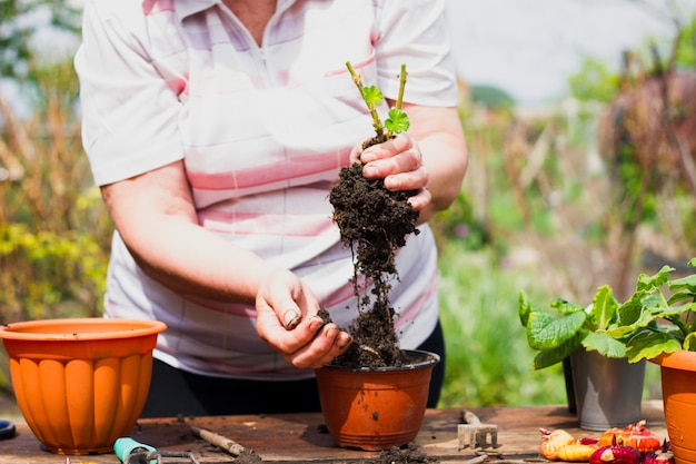 An elderly Caucasian woman in light clothing transplants a young green flower into a brown pot on an old wooden table