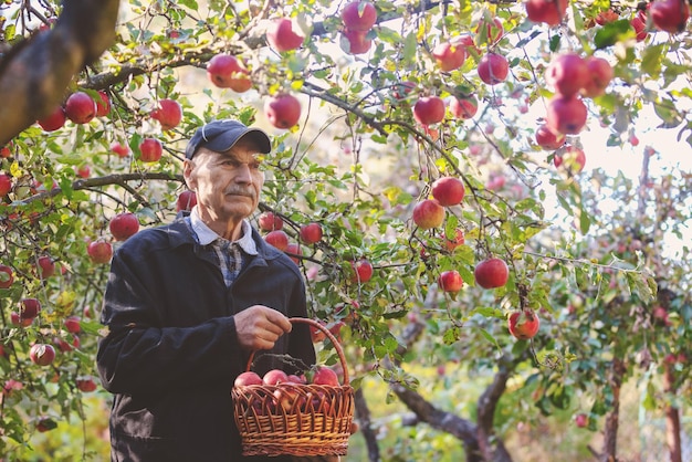 Uomo anziano che raccoglie mele nel frutteto