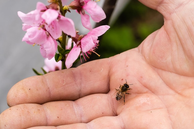 an elderly man holding a bee, control situation in bee colony.