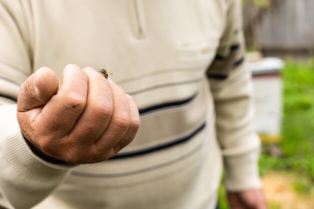 an elderly man holding a bee, control situation in bee colony.