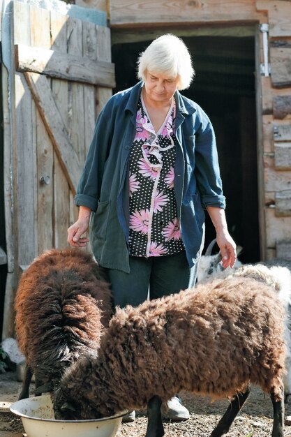 Elderly woman feeding sheep