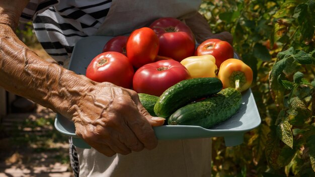 Photo an elderly woman harvests tomato crop in backyard in home garden. concept of organic farming