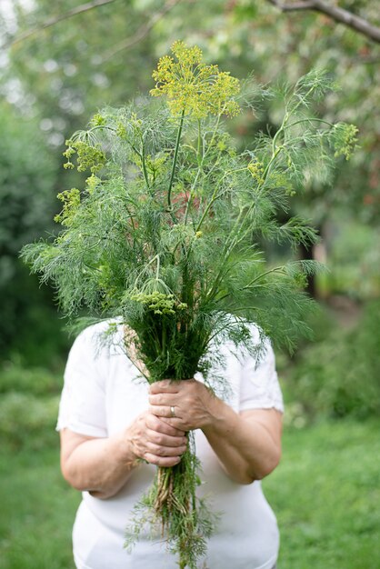 庭で新鮮なディルの大きな束を持っている年配の女性、裏庭の収穫、クローズアップ。