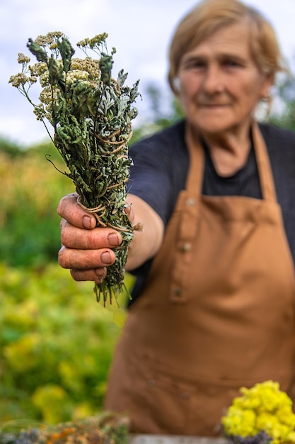 An elderly woman holds medicinal herbs in her hands Selective focus