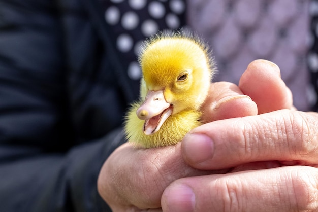 An elderly woman holds a small duckling in her hands Love for animals