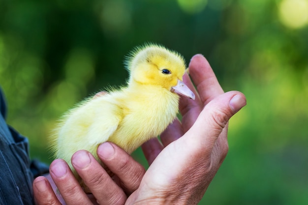 The elderly woman holds a small yellow duck on her hands 