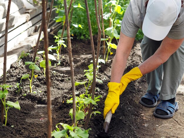 Photo an elderly woman is growing natural cucumbers in a greenhouse she spuds cucumber plants