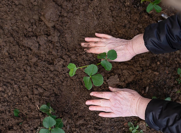 Elderly woman's hands plant strawberries in the ground in the garden spring work with seedling in the garden