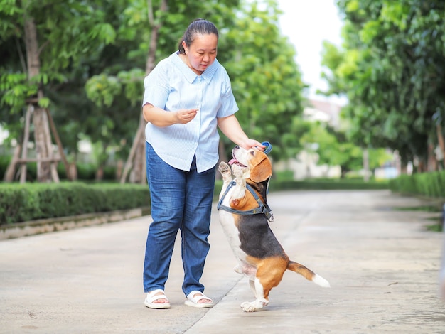 An elderly woman tries to train the Beagle to stand on two legs, rewarding with food, love pet concept