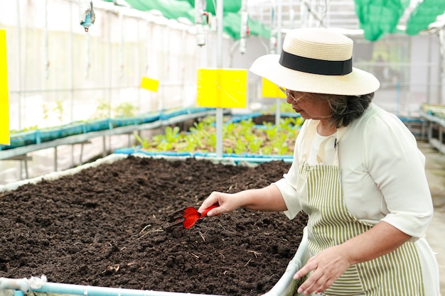 農業をしている年配の女性小さな温室農業の概念で有機レタスを育てる健康食品定年の高齢者の仕事