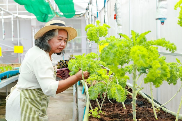 農業をしている年配の女性小さな温室農業の概念で有機レタスを育てる健康食品定年の高齢者の仕事