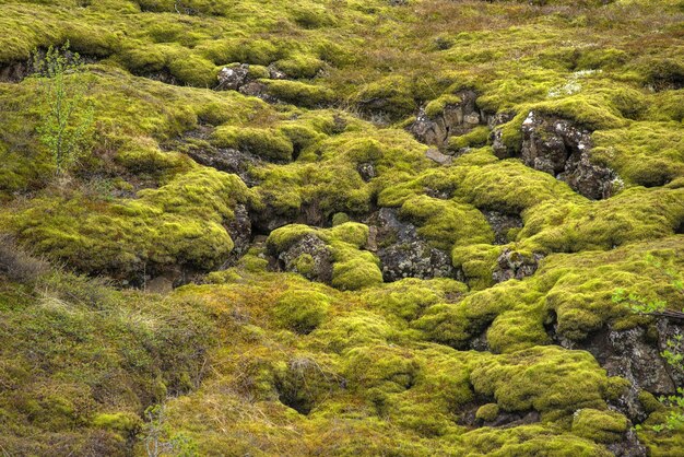 Eldhraun lava field in Iceland