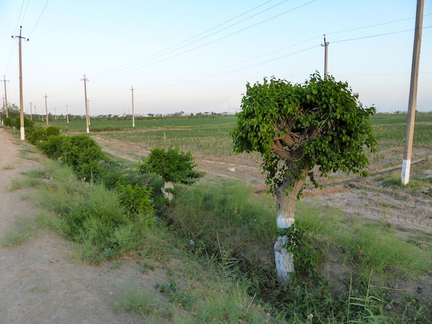 Electric poles among green fields