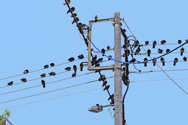 電柱と電柱の高電圧ケーブル電線にとまる鳥鳩鳥は電線の上に並んで座っている青空の背景