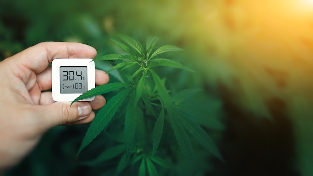 Electronic device in a hand for checking temperature and humidity when growing cannabis. Hygrometer shows moisture level for growing cannabis