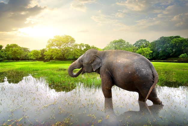 Elefant, bathing in lake near green trees