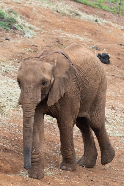 Elefante Afrikaanse joven en suelo arido