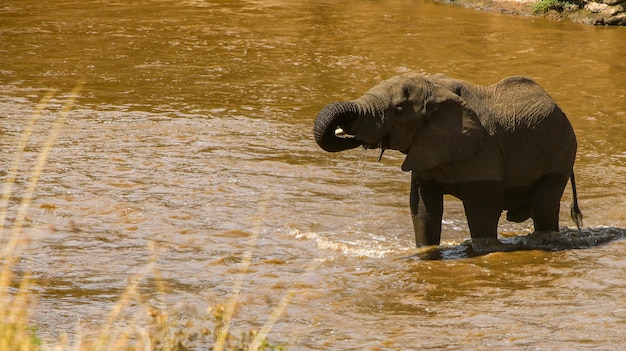 Elefante cruzando el riio mara