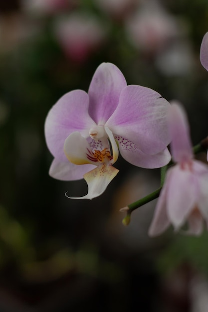 写真 花の背景を持つ優雅な紫の花。蘭は素晴らしい花であり、エレガントでもあります。