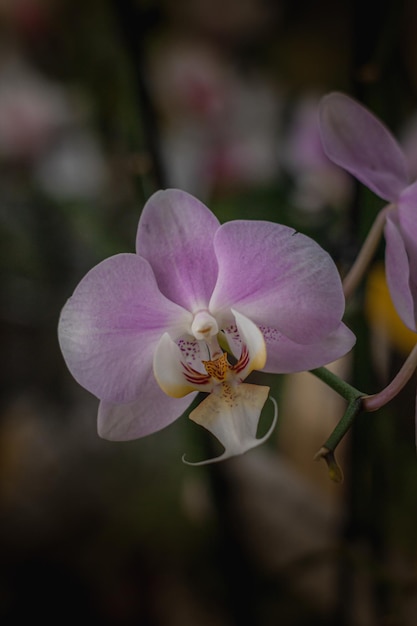 花の背景を持つ優雅な白い花。蘭は素晴らしい花であり、エレガントでもあります。