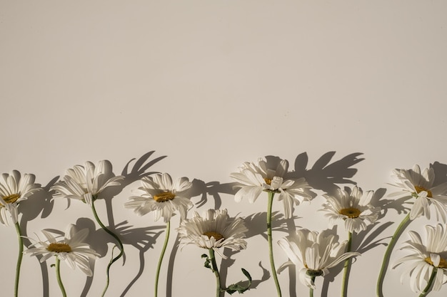 Photo elegant aesthetic chamomile daisy flowers pattern with sunlight shadows on neutral beige background with copy space