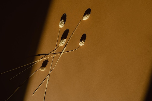 Элегантная эстетическая сушена трава с хвостом кролика с тенями солнечного света на теплом оранжевом фоне с копировальным пространством Бохо стильная композиция цветов натюрморта