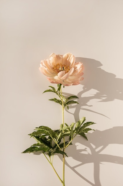 Elegant aesthetic peony flower with sunlight shadows on white\
background