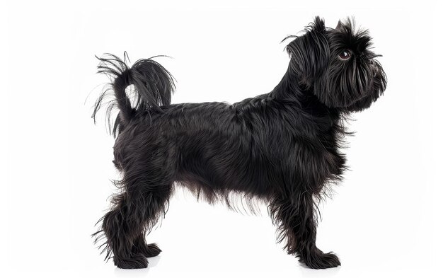 Photo an elegant affenpinscher stands in profile showcasing its sleek black coat and poised stance the dogs confident posture and the flow of its fur exude a regal air making it a captivating subject