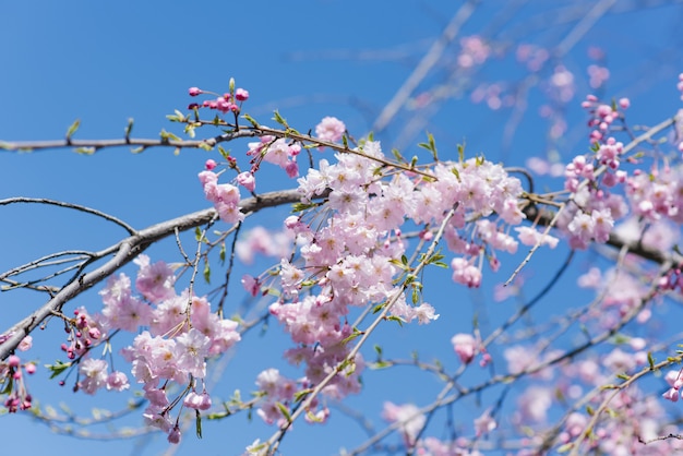 An elegant beautiful branch of decorative cherry trees with flowers against the blue sky.