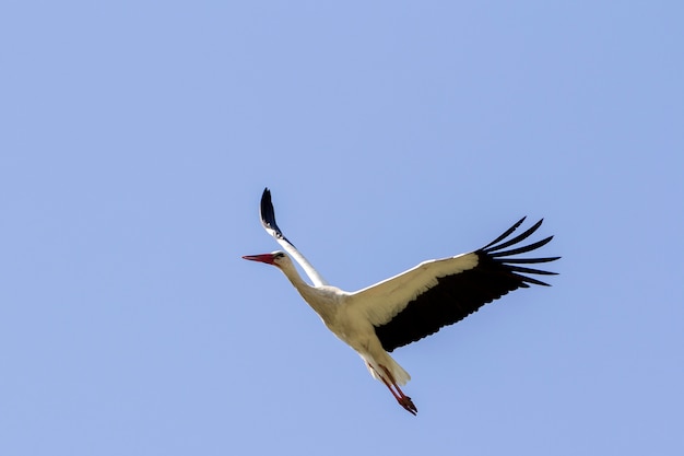 Elegant beautiful white stork bird with spread wings, black tail and long legs flying high in the clear bright blue cloudless sky. Beauty of nature, environmental problems and wildlife protection.