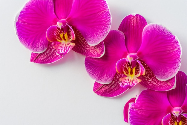 Elegant Beauty Pink Orchid on Blank Paper