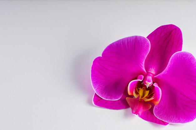 Элегантная розовая орхидея красоты на чистом листе бумаги