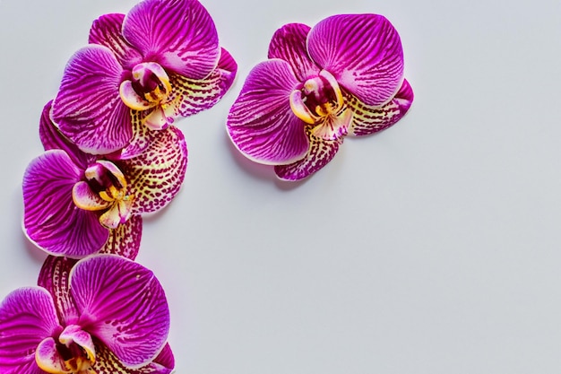 Elegant Beauty Purple Orchid on Blank Paper