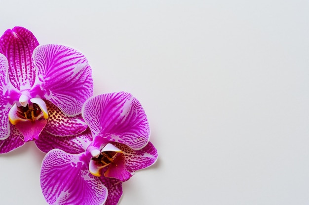 Elegant beauty purple orchid on blank paper