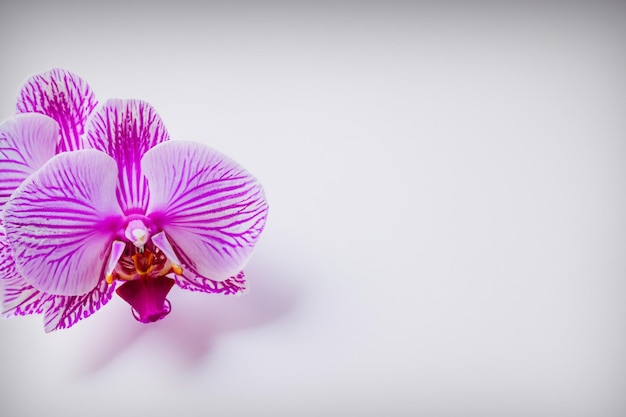 Elegant Beauty Purple Orchid on Blank Paper