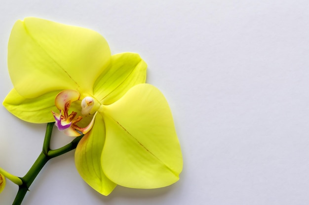 Elegant Beauty Yellow Orchid on Blank Paper