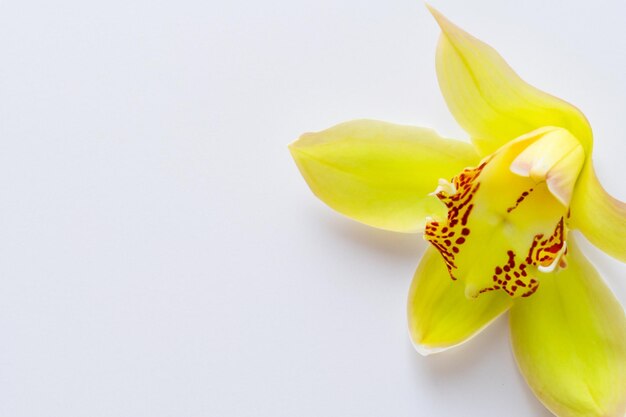 Elegant Beauty Yellow Orchid on Blank Paper