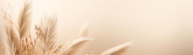 Photo elegant beige pampas grass plumes on a smooth beige background with ample copy space evoking a serene and natural aesthetic boho style natural backdrop with pastel colors banner generative ai