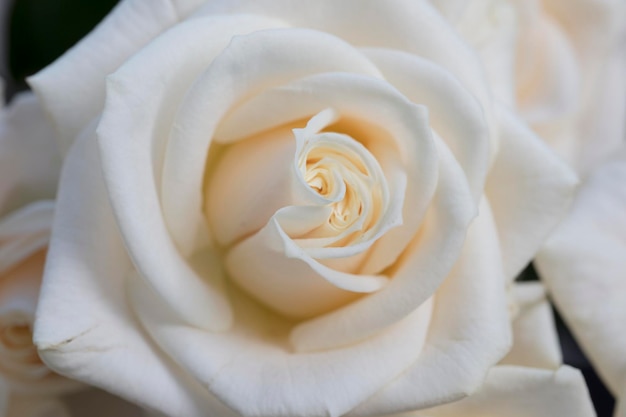 Elegant close up of a white rose background