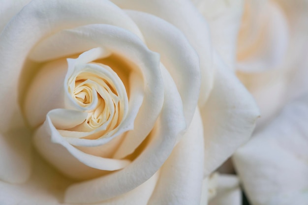 Elegant close up of a white rose background