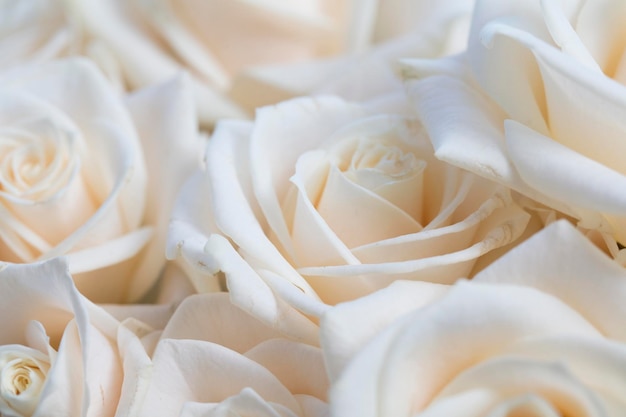 Elegant close up of a white rose background