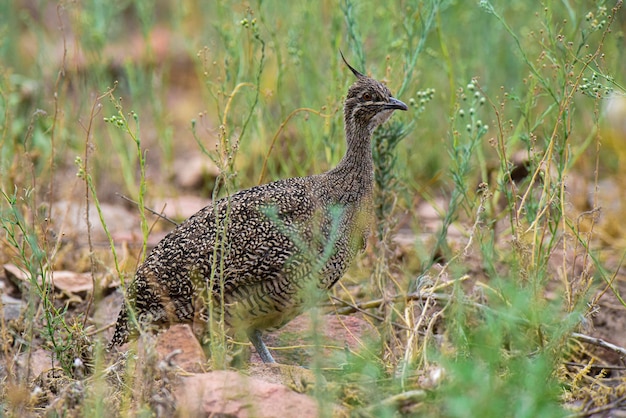 Elegant crested tinamou Eudromia elegans Pampas grassland environment La Pampa province Argentina