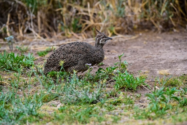 Elegant crested tinamou in grassland environment La Pampa province Patagonia Argentina