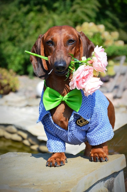 Elegant dachshund with flowers in his teeth