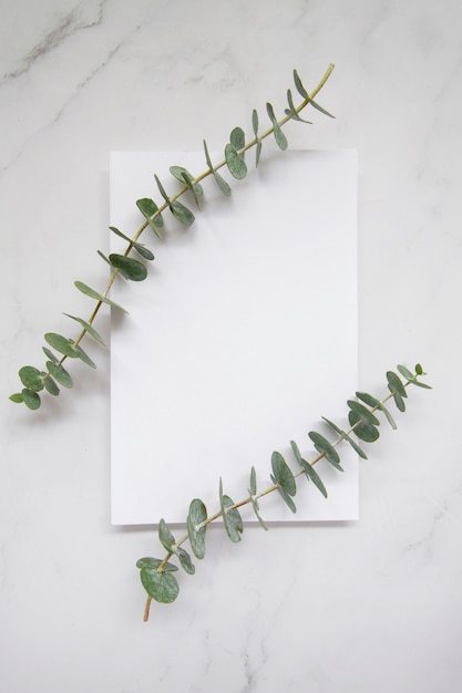 Elegant eucalyptus background